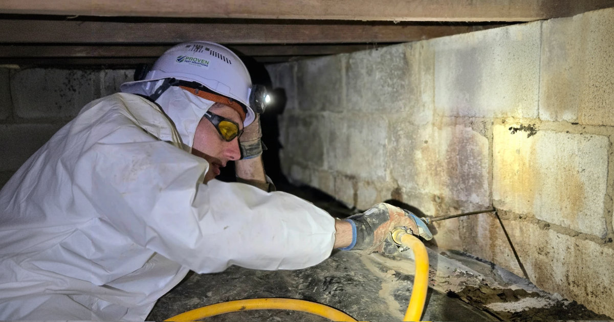 Professional Termite Treatment