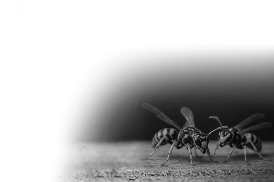 Wasps